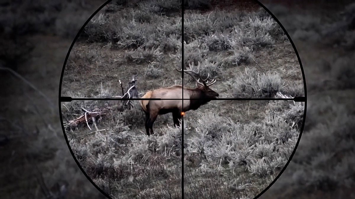 elk viewed through riflescope