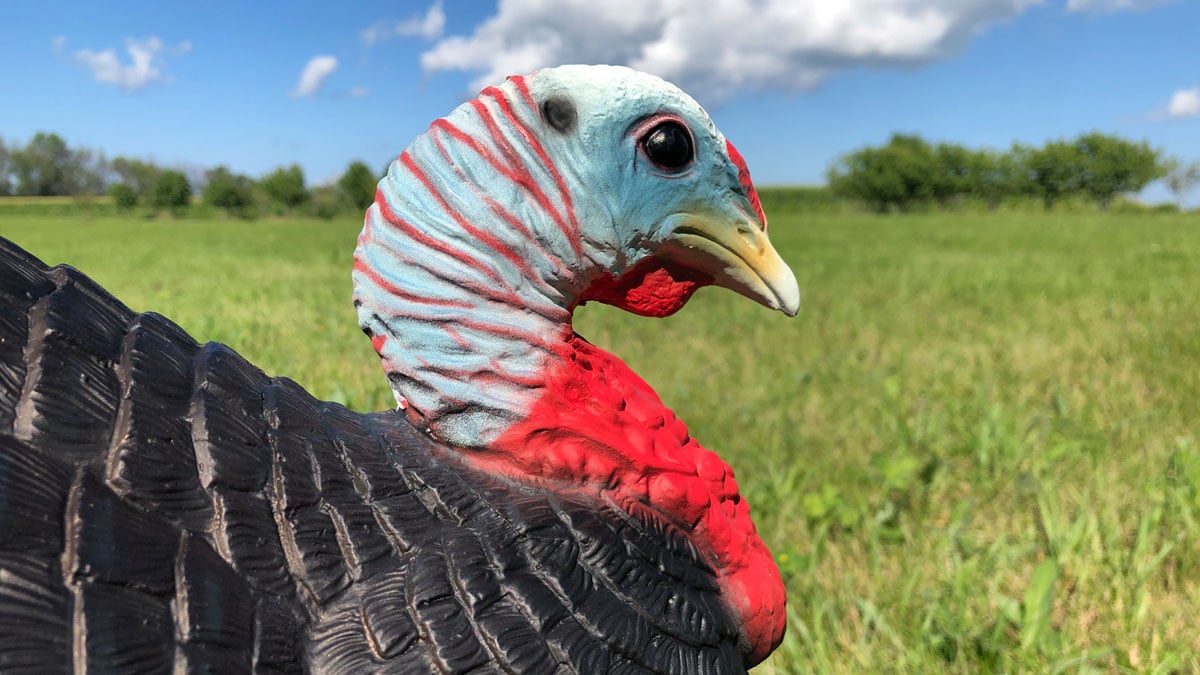 Primos Chicken On A Stick decoy sits in a field with a shotgun