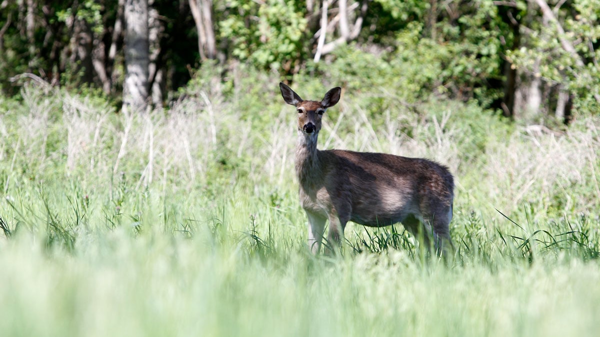 whitetail doe