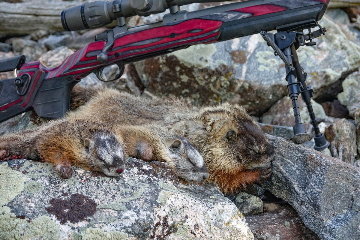 Ruger M77 Mark I