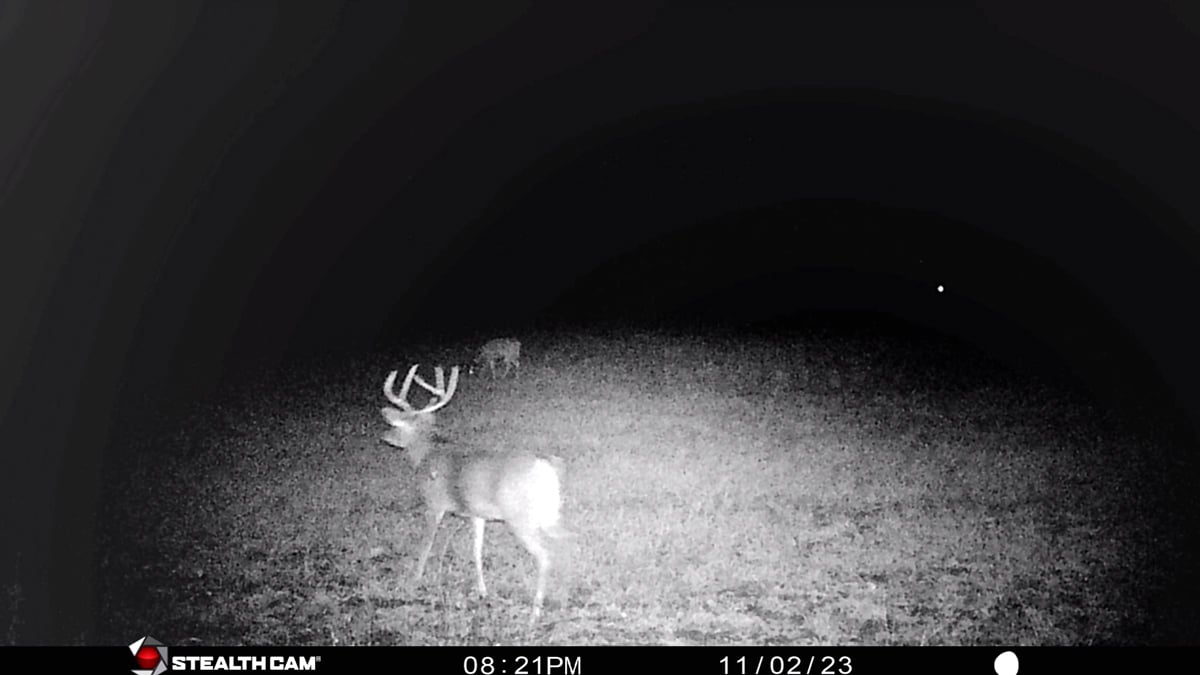 trail cam photo of deer
