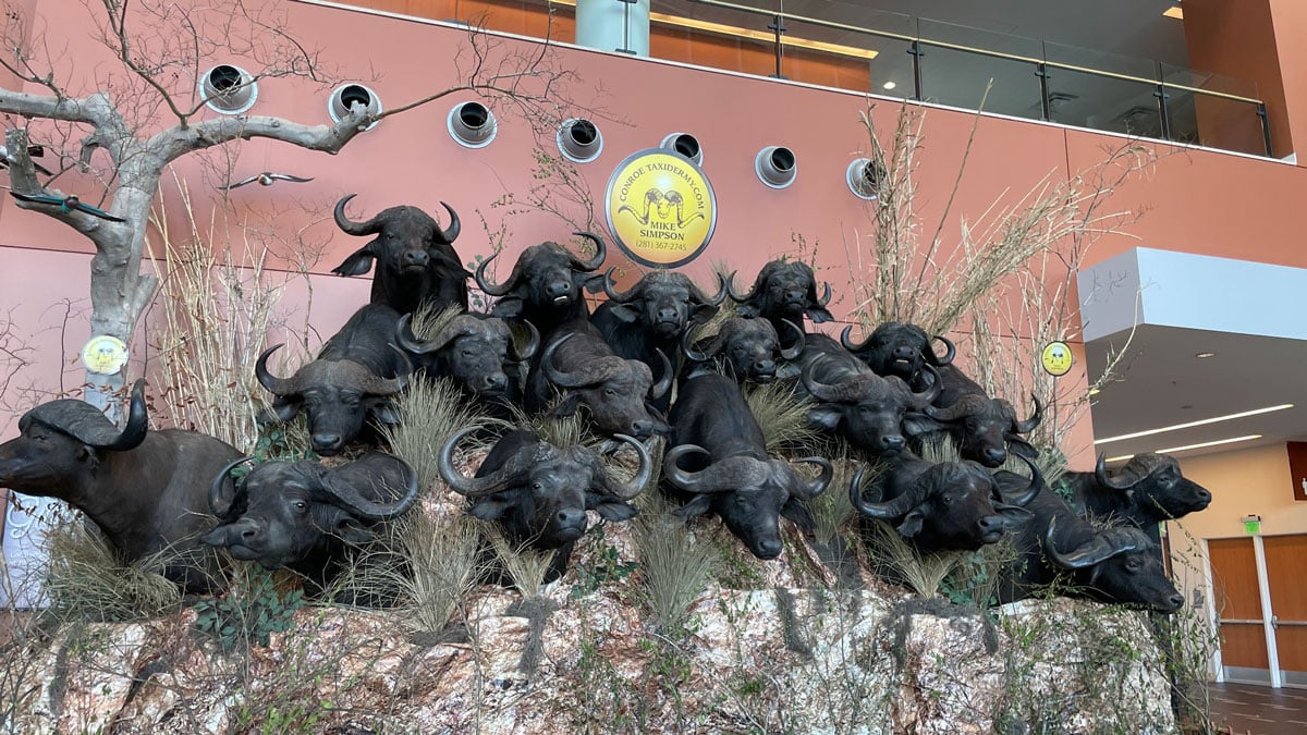 African Cape buffalo taxidermy display