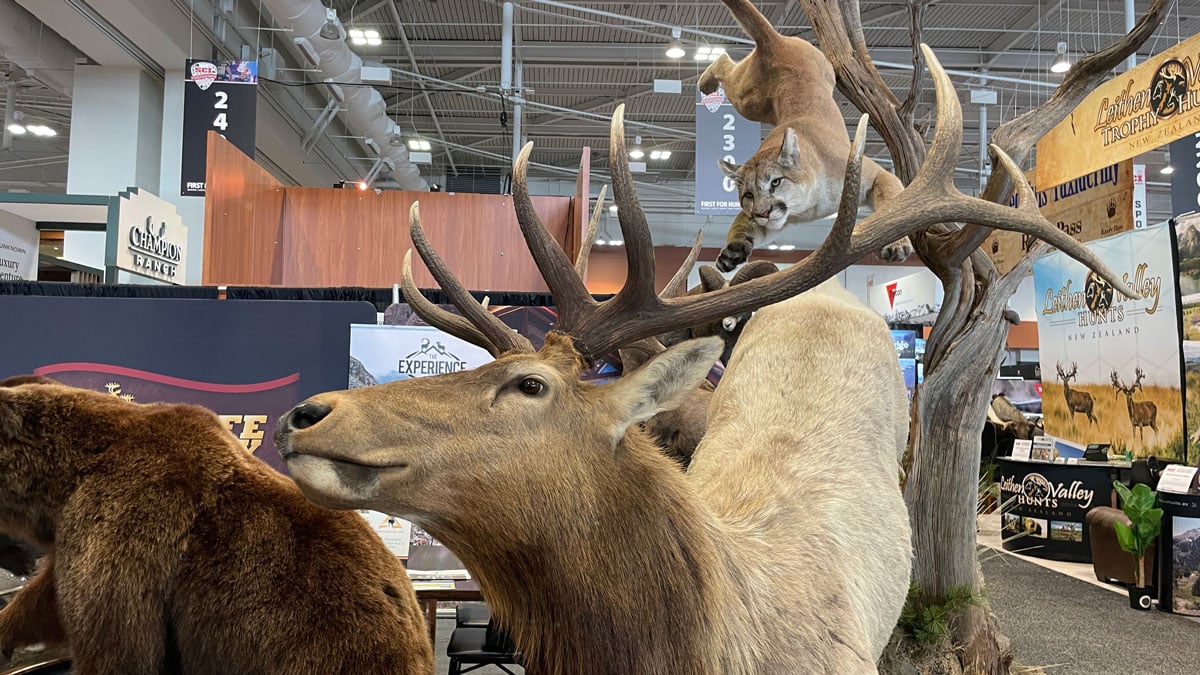 Taxidermy display of deer and mountain lion
