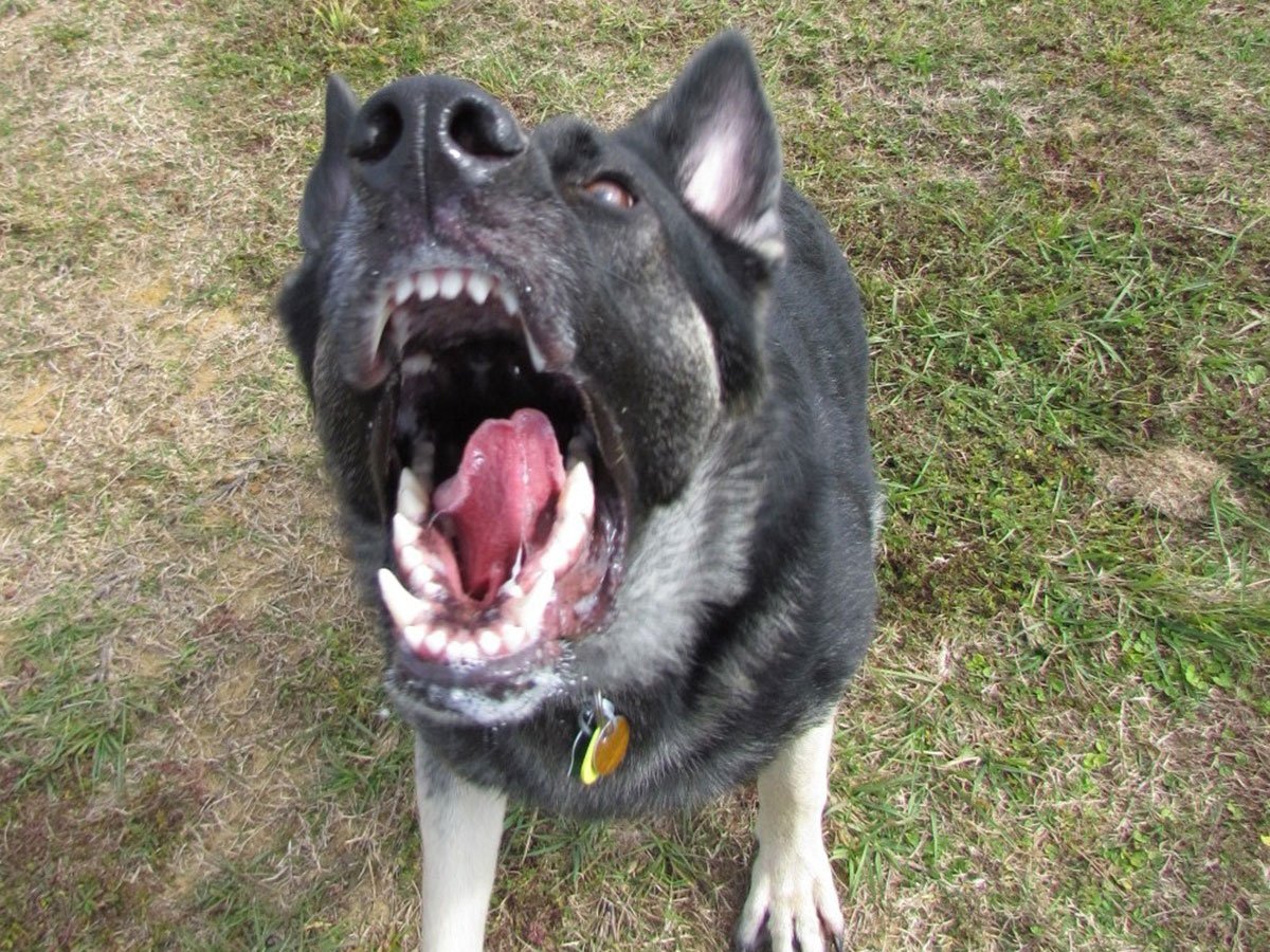 Snarling German shepherd dog