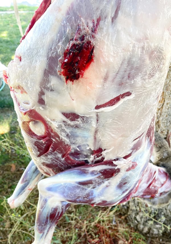 skinned deer carcass