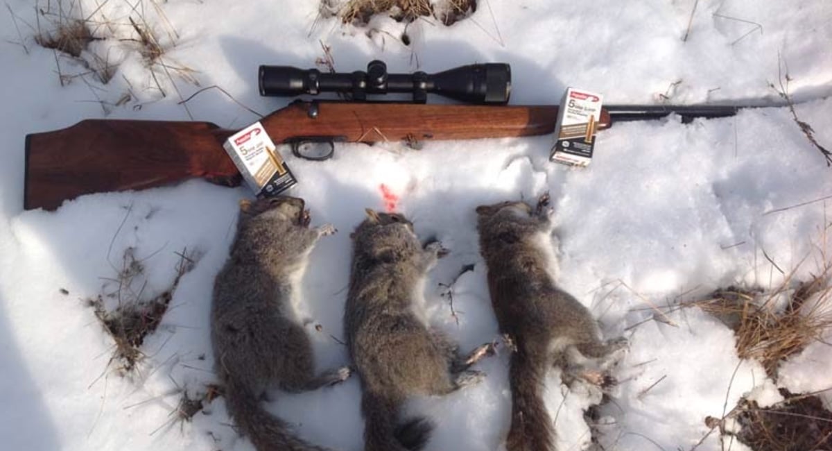 hunting rifle with squirrels and 5mm Rem Mag ammo