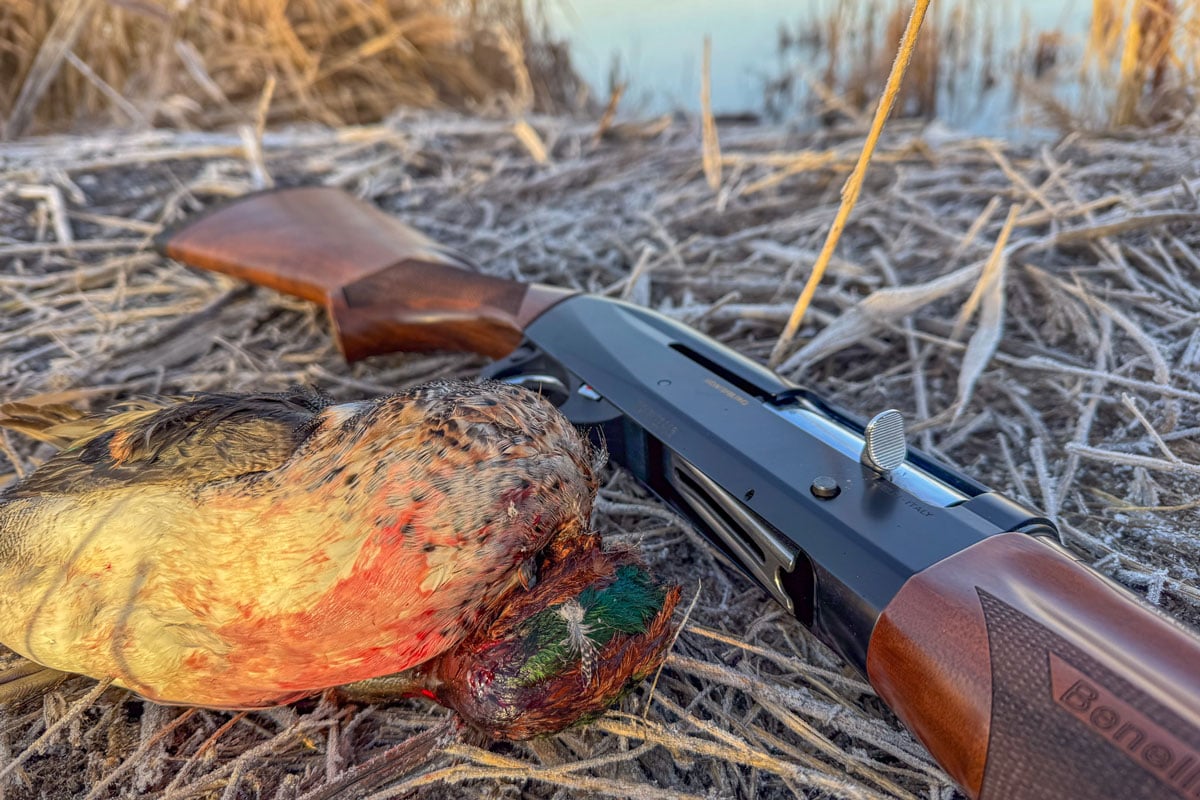 dead duck with Benelli Montefeltro shotgun