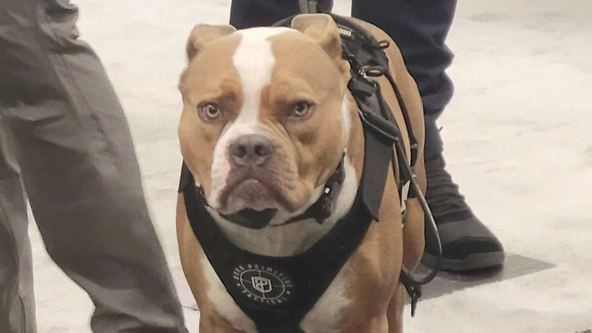 SHOT Show dog