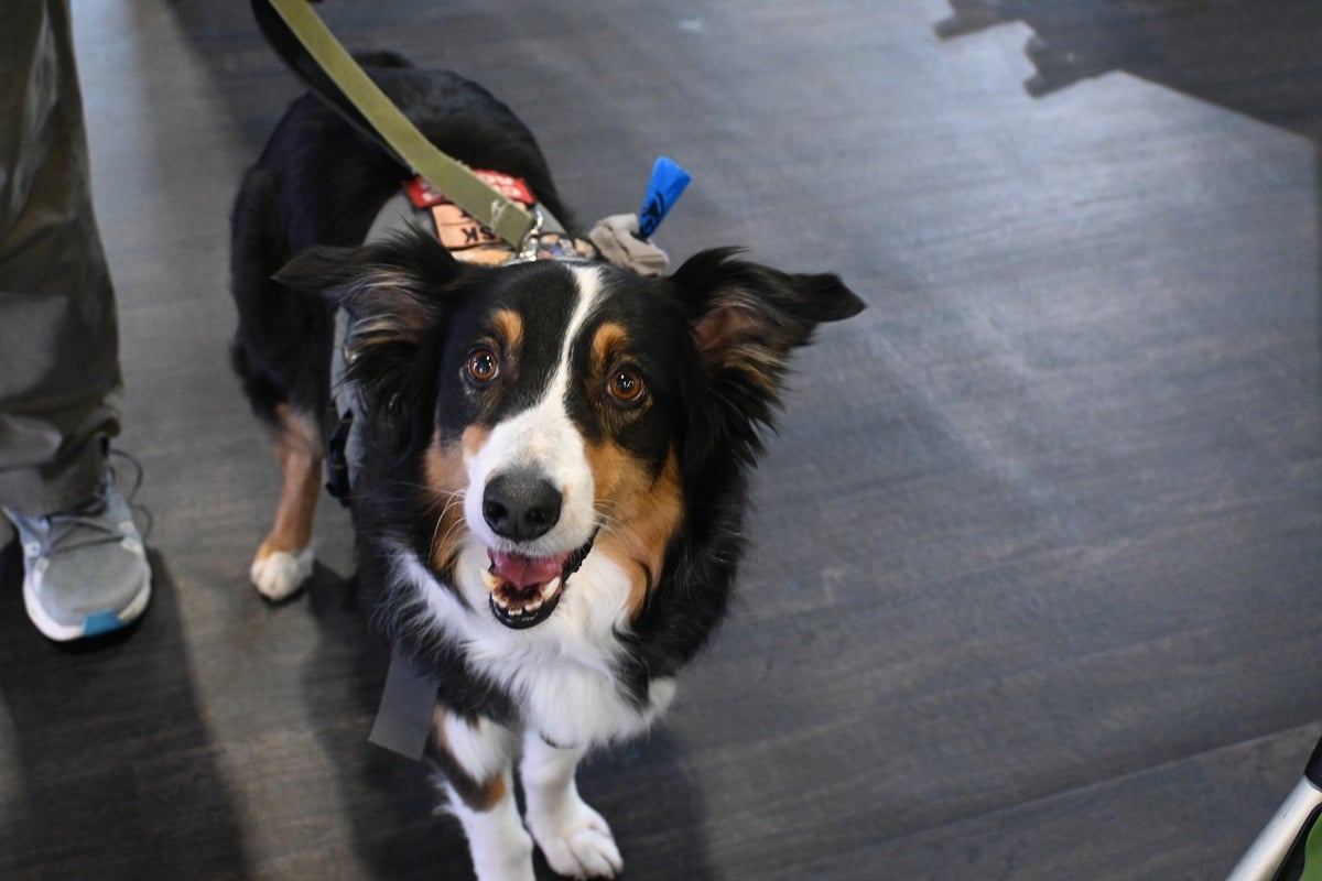 SHOT Show dog