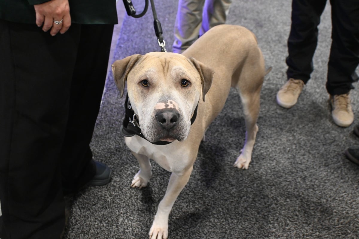 SHOT Show dog