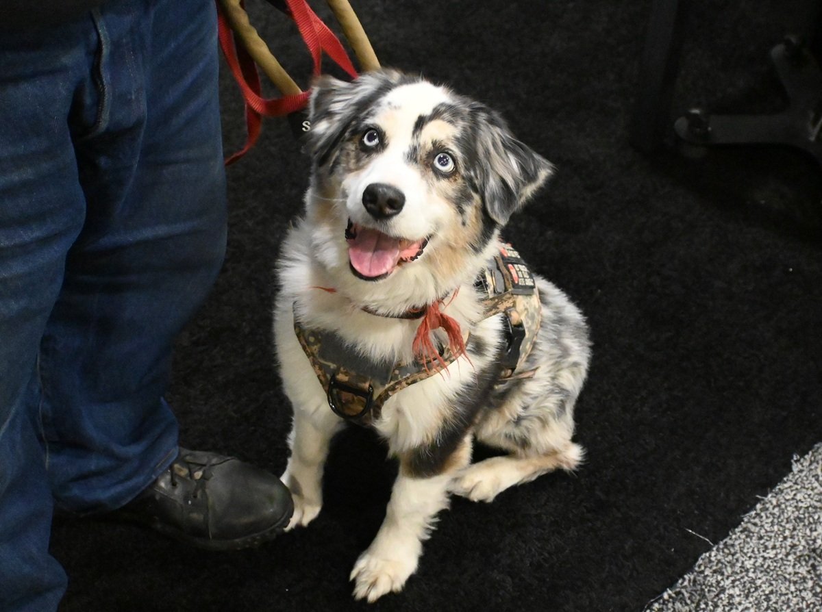 SHOT Show dog