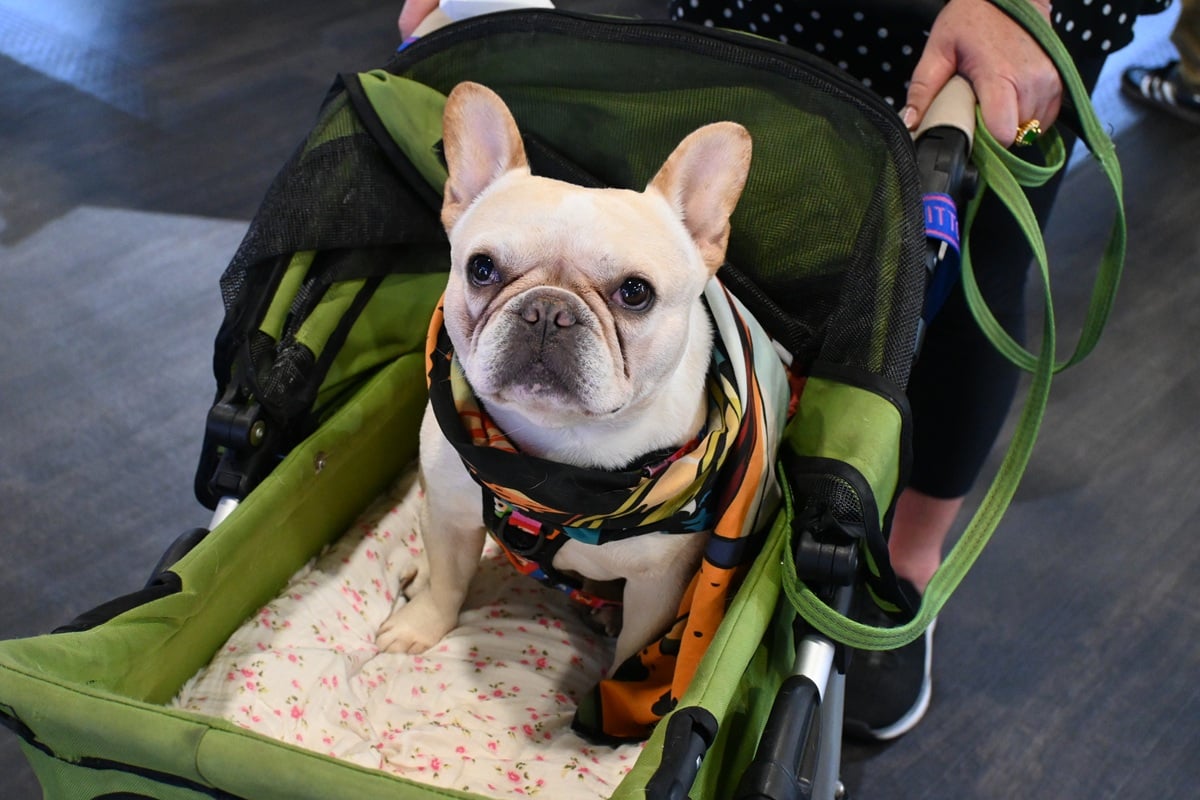 SHOT Show dog