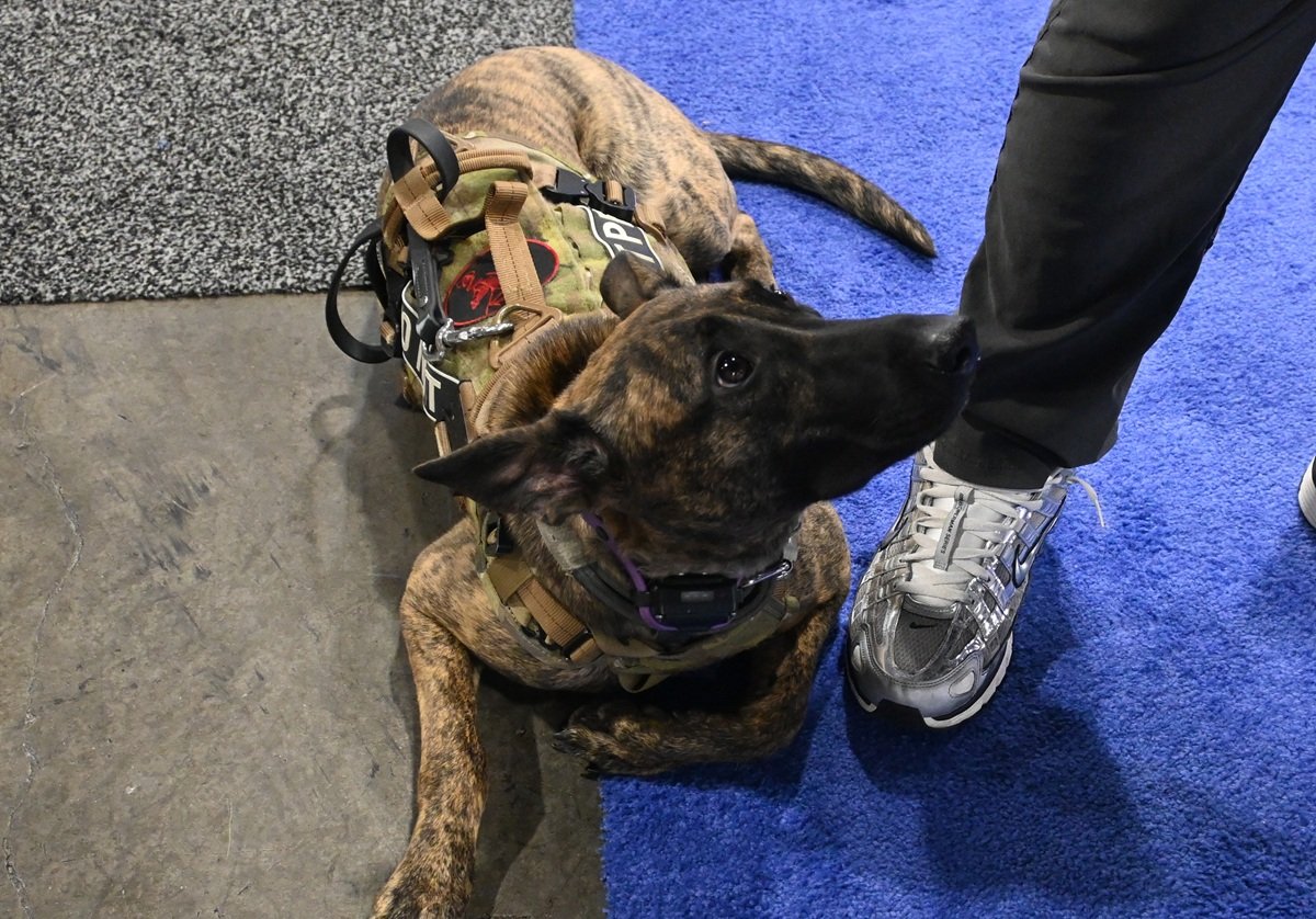 SHOT Show dog