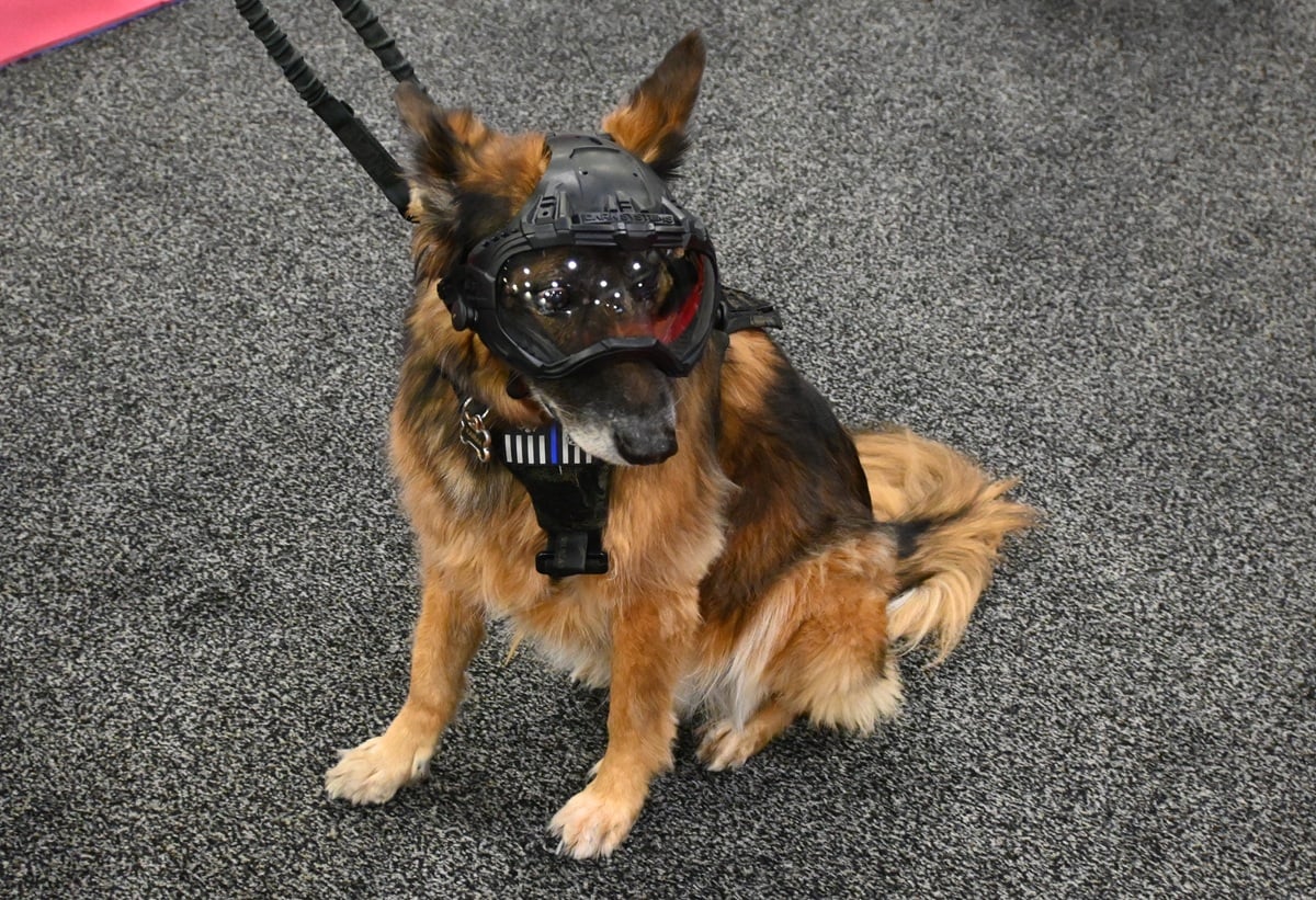 SHOT Show dog