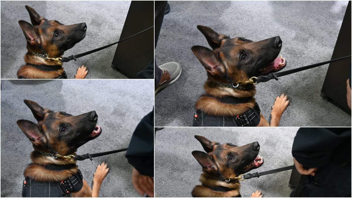 SHOT Show dog