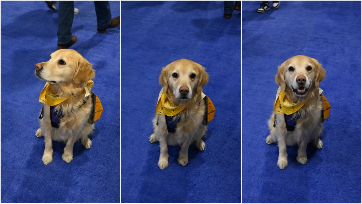 SHOT Show dog
