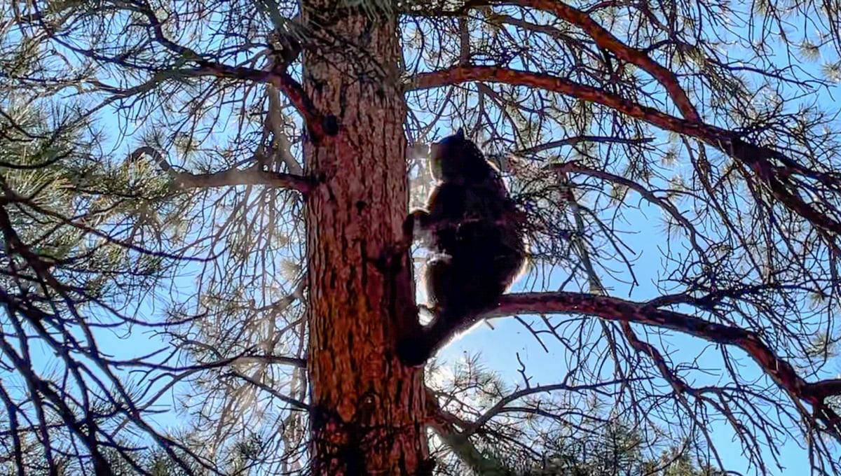bear in tree