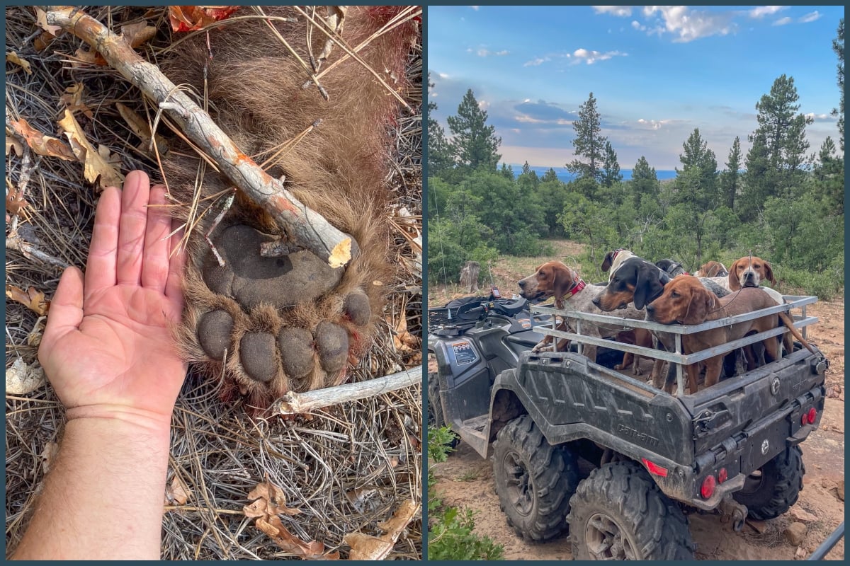 bear paw and hounds on ATV