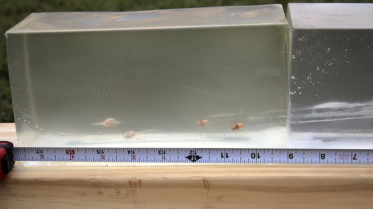CCI .22 rounds in ballistic gel