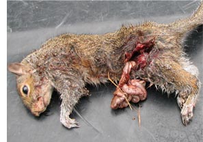 squirrel shot with hmr ammo