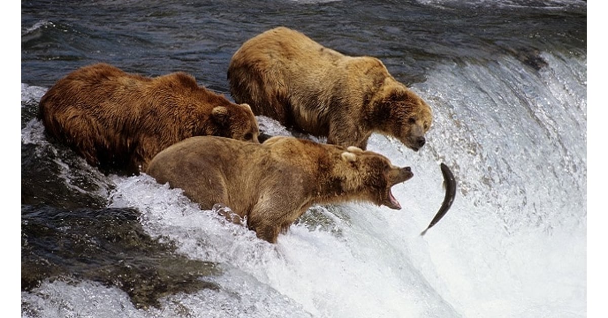 House Passes Resolution To Overturn Obama Regulations On Wildlife 